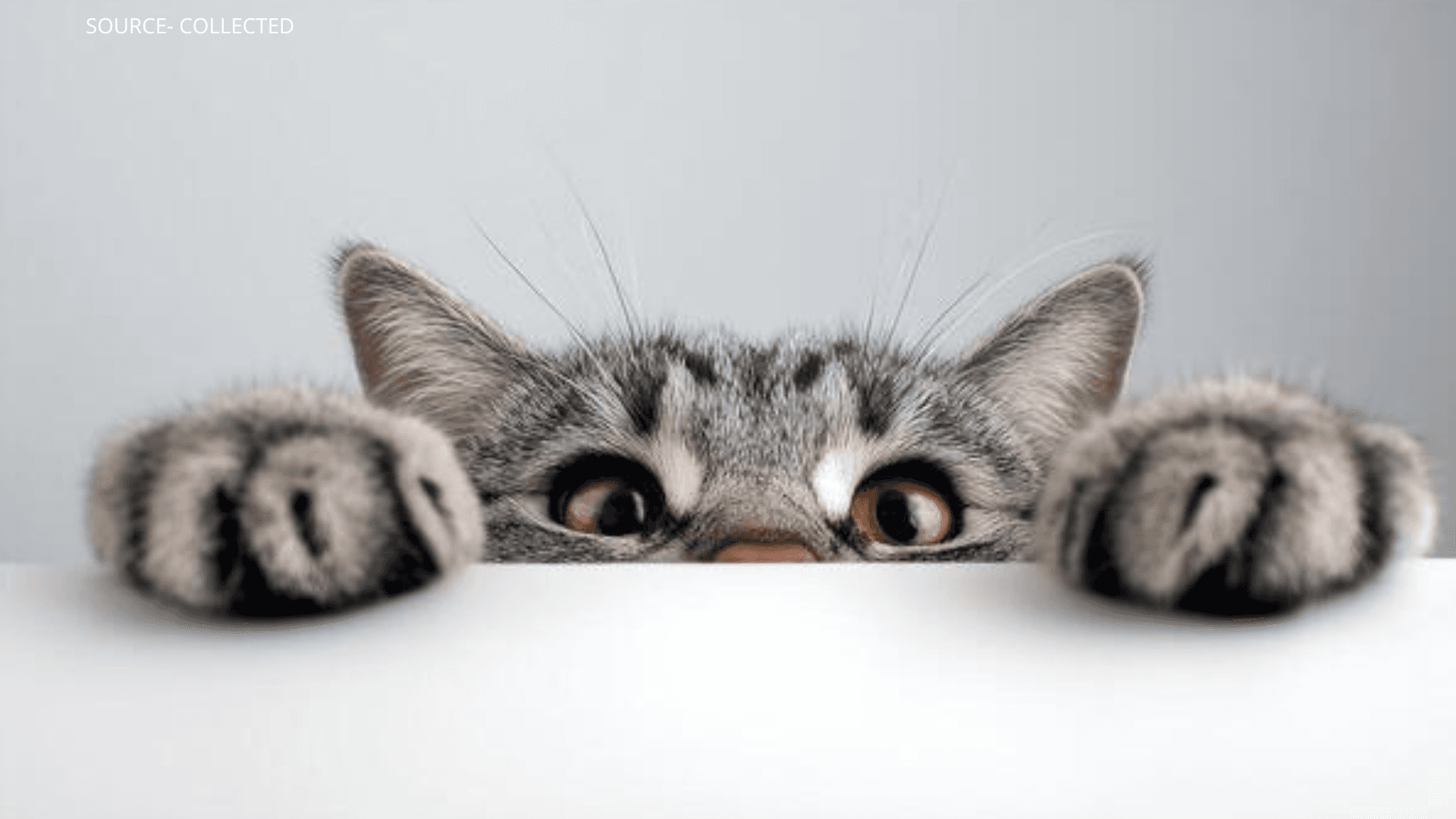 Countries With More Cats Generally Have Happier People, Study Finds